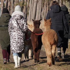 Alpakawanderung am 10.04.2027
